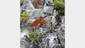 [고양이 눈]고도를 기다리며