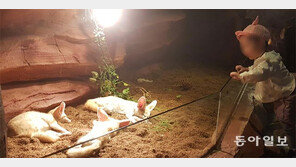 울타리 없는 체험 동물원, 안전까지 풀어놨나