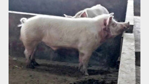 세상에…개가 아니라 돼지에 물려 사람이 죽었다고!