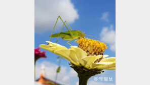 [고양이 눈]행복