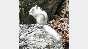 알비노 다람쥐 10년 만에 설악산에서 발견