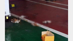 부산 아파트 지하주차장서 새끼 고양이 3마리 죽은 채 발견…경찰 조사