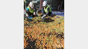 악취 풍기는 은행나무 열매 정리