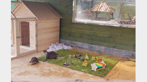 무럭무럭 자라는 아기 수달들