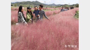핑크뮬리가 손짓하는 가을