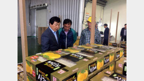 세계인 입맛 사로잡은 신안배,13t 美 수출길 올라…올해 600여t 예상