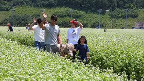 [경마 단신] 렛츠런파크 제주, 4만5000㎡ 메밀꽃밭 개방 外