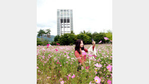 코스모스 꽃밭에서 찰칵