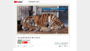 서울대공원, 멸종위기 시베리아 호랑이 영상 기록