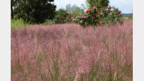 한강 수놓는 억새물결…핑크뮬리 등 25개종 만개