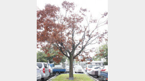 32년 된 ‘전두환 나무’ 갑자기 말라 죽어…고의훼손 의혹도