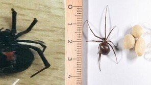 독성 지닌 붉은배과부거미 대구서 또 발견…검역망 구멍
