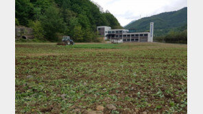 “유전자 변형 ‘괴물 유채꽃’ 국내 확산은 정부 검역 부실 탓”