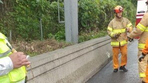 트럭서 떨어진 돼지들 서해안고속도로 10km 구간서 1시간 소동