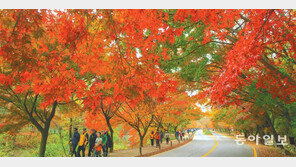 ‘붉은 설악산’ 18일 절정… 내장산 21일부터 단풍터널 쇼