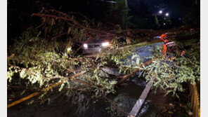 태풍 영향…강풍에 쓰러진 가로수 차량 덮쳐