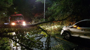 부산 기장에서 태풍으로 쓰러진 나무…SUV가 들이받아