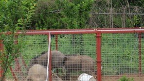 도봉구 농장에 멧돼지떼 출몰…5마리 사살, 2마리 산으로