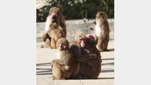 대전 보문산 발견 원숭이 3일만에 포획