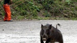 도봉구 농장에 멧돼지떼 출몰…멧돼지 발견 시 행동요령, ‘절대 정숙’
