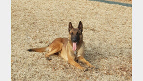 실종 치매노인 찾은 인명구조견 ‘왕건’
