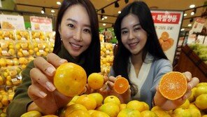 “제주산 감귤 맛보세요”