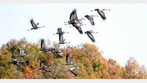 창녕 야생조류 분변서 AI 항원 검출…“철새 번식지 러, 예년보다 AI 多”