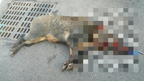 전북 임실군 주택가에 150kg 멧돼지 출몰…1마리 사살