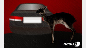 최근 5년간 야생동물 1만마리 고속도로 ‘로드킬’…중앙선 1위