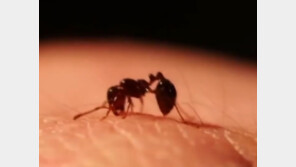 안산 붉은불개미, 유입 경로보니…지난달 중국 광둥→인천항→안산