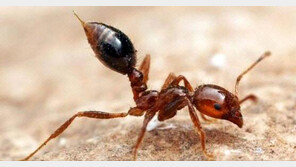 붉은불개미, 이번에도 중국 광둥성서 출발…日은 전수조사 대응