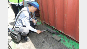 인천항에도 붉은불개미 추정 개체 30여마리 발견