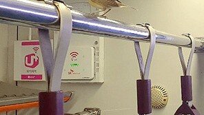 [고양이 눈]무임승차