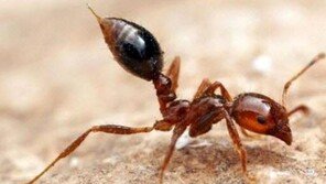 안산 붉은불개미 추가 발견 無…여왕개미 수색은 계속 