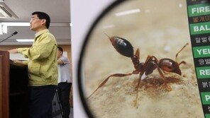 인천항서 붉은불개미 추가 발견…“번식 능력없는 일개미”