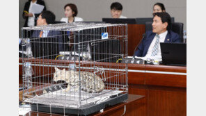 국감장에 벵갈 고양이 데려온 김진태…“퓨마 위해 고양이 학대” 비난 봇물