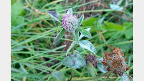 [날씨] 11일 전날보다 기온 2~5도 ‘뚝’…일부 산지에 얼음