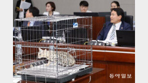동물권단체 “김진태, ‘정치 동물쇼’…벵갈 고양이 출처·보호처 밝히라”