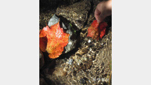 [고양이 눈]가을 흔적