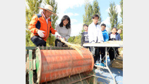 “벼 수확 체험 신기해요”