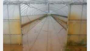 영덕군 시금치 단지 이번 태풍으로 40억원 ‘재산피해’