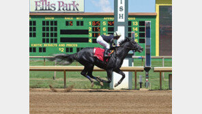 케이닉스 경주마, 미국 경주서 또 우승…국제 종마시장 진출 청신호