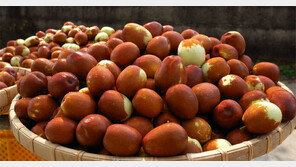 “대추도 과일이다”… 보은대추축제 12일 개막