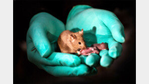 동성 쥐 사이에서 건강한 새끼 태어났다