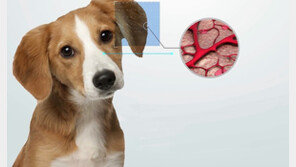  휴니멀, 동물 ‘귀 정맥 패턴’ 이용한 고유 식별ID 생성 기술 출시