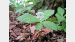 빙하타고 온 ‘기생꽃’…한반도 계속 뜨거워지면 멸종할 듯