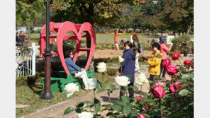 노근리 평화공원 가을정원축제장 성황