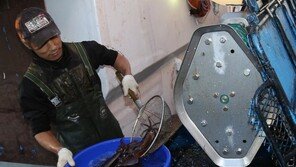 동해 오징어 어획량 감소…주문진오징어축제 간판 바꿀 위기