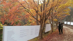 1000년 은행나무 아래서 펼쳐지는 ‘詩의 향연’