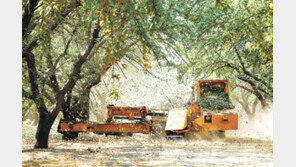 복숭아향 솔솔 나는 1등급 아몬드 “맛도 모양도 최고”